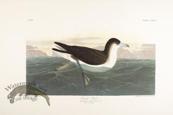Dusky Petrel